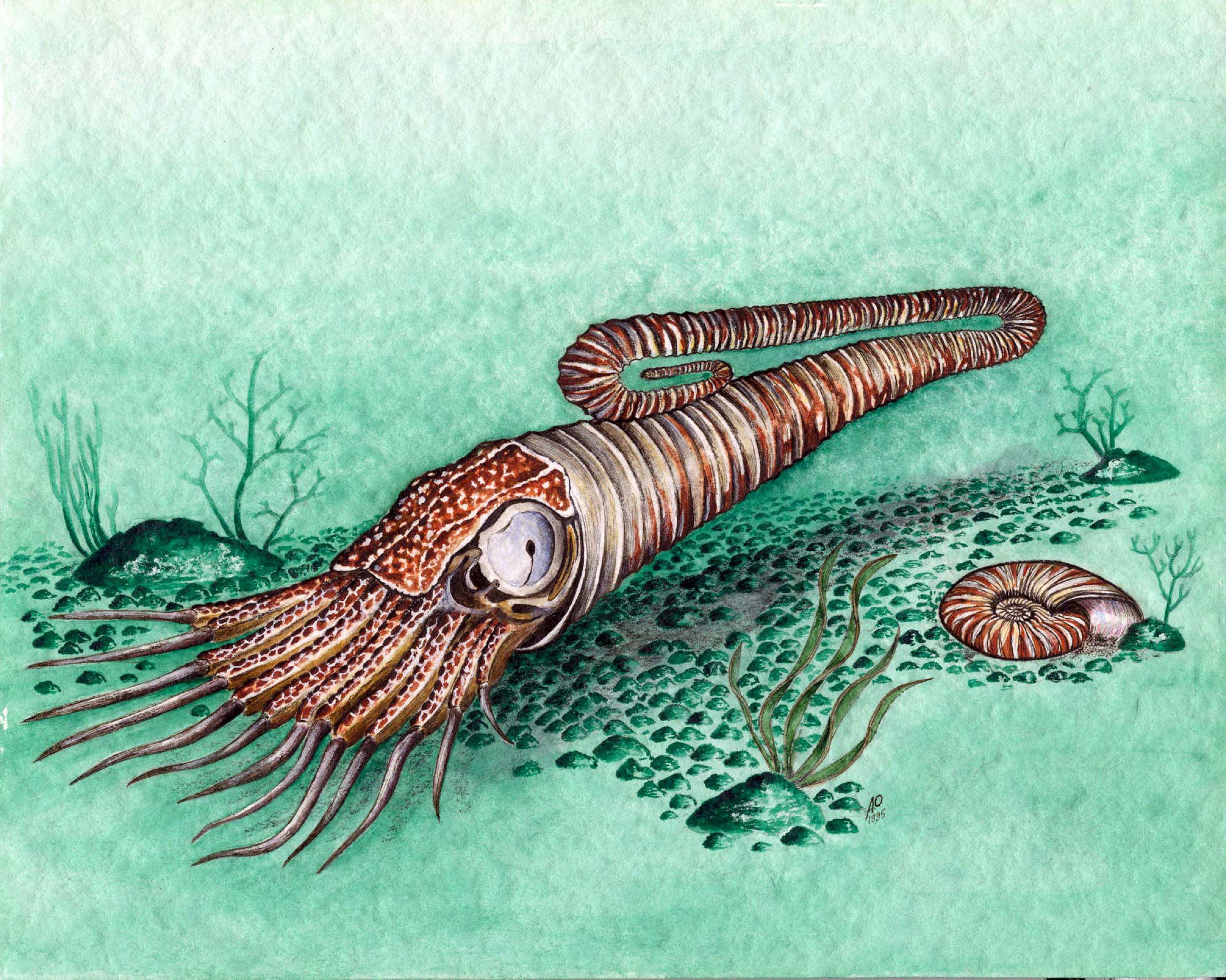 Reconstruction of Diplomoceras maximum