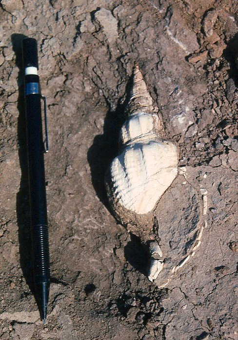 Cryptorhytis philippiana