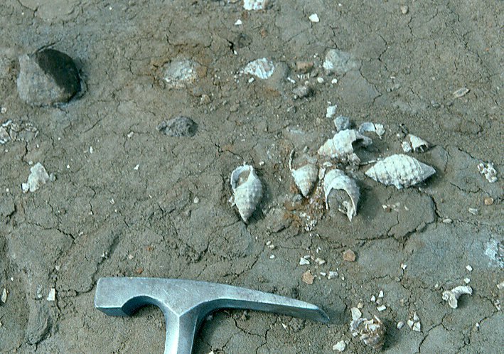 Cassidaria mirabilis