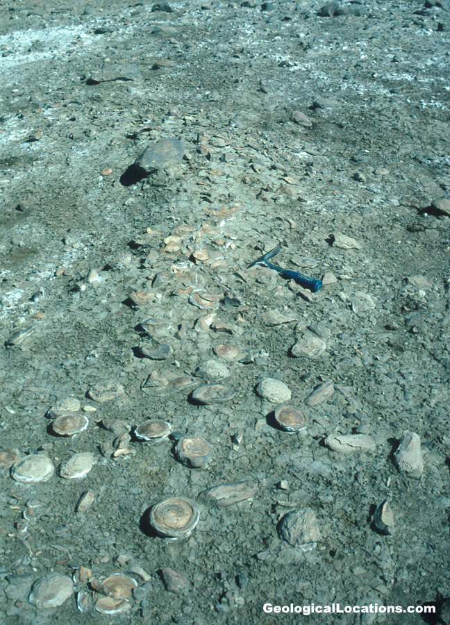 Shark Skeleton