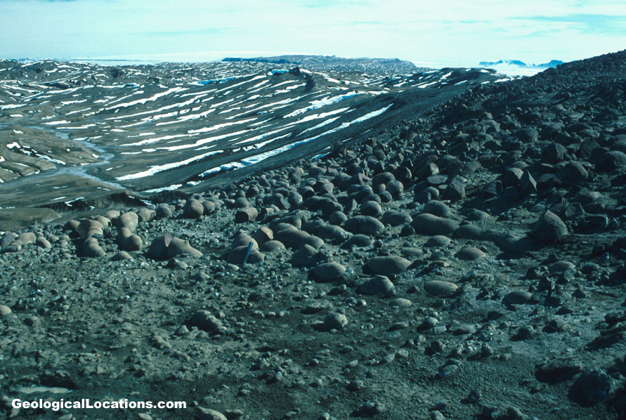 Concretions containing fossil mollusks