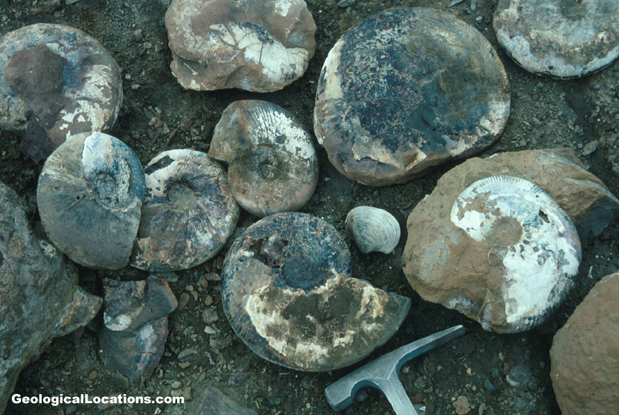 Pachydiscus ultimus ammonites