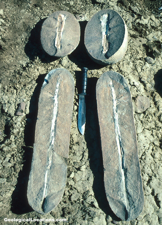 Calcareous Nodules with Wood Branches