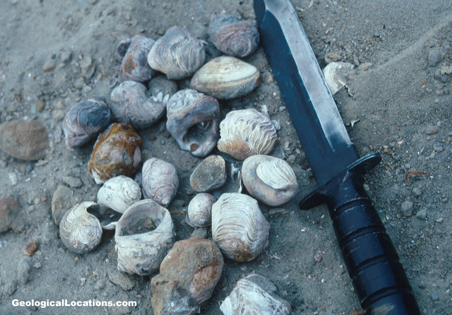 Antarctodarwinella ellioti Zinmeister