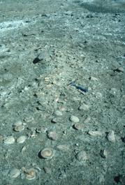 Fossilized vertebra of the shark skeleton