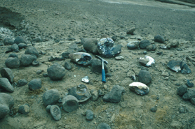 Lopez de bertodano Formation