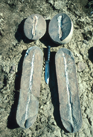 Hard calcareous nodules (concretions) with wood branches inside