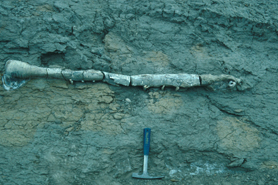 heteromorphy ammonite Diplomooceras maximum 