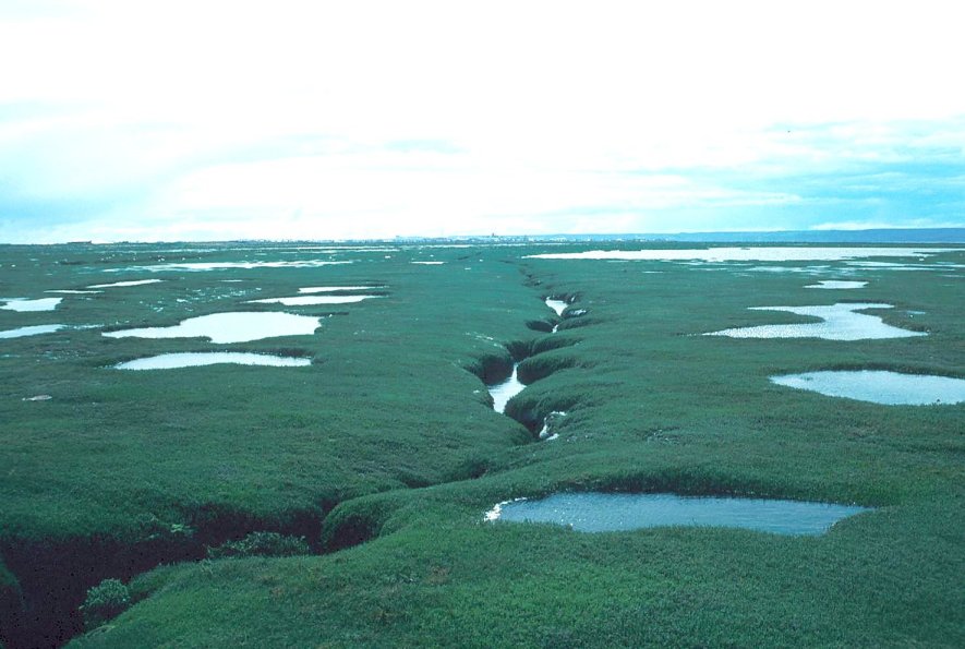 salt marshes