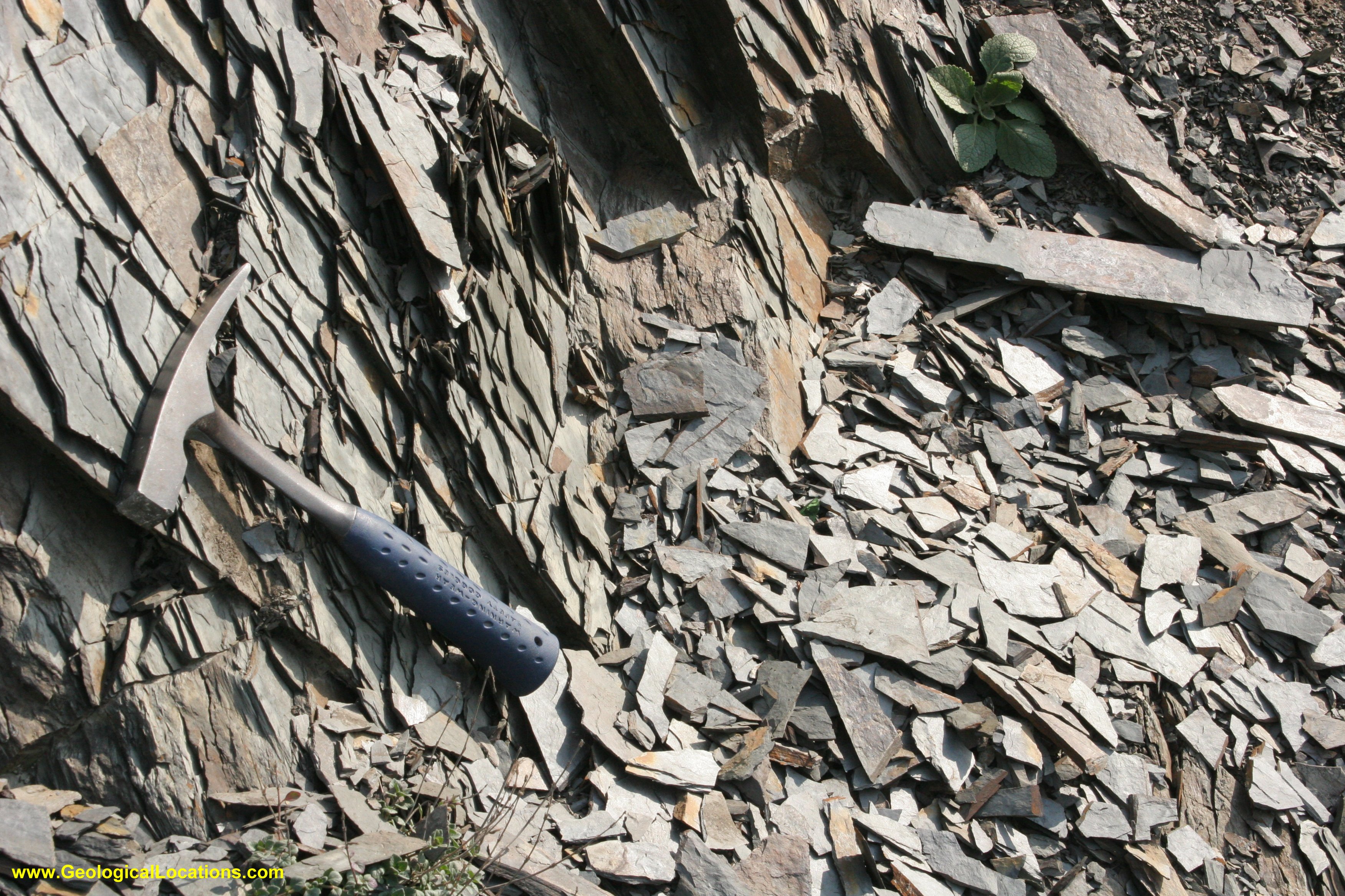 devonian detail